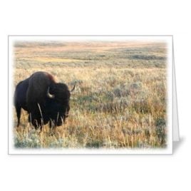 Bison in a Field – 5×7 Card