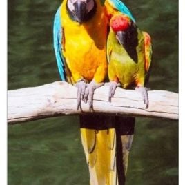 Parrot Friends Playing Cards