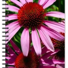 Pink Eyed Susans Notebook