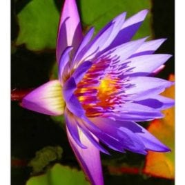 Waterlily Playing cards